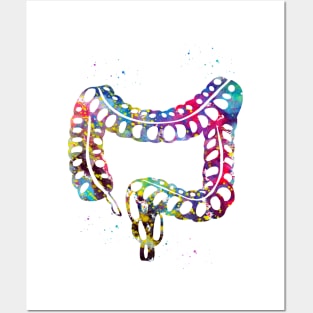 Lower gastrointestinal tract Posters and Art